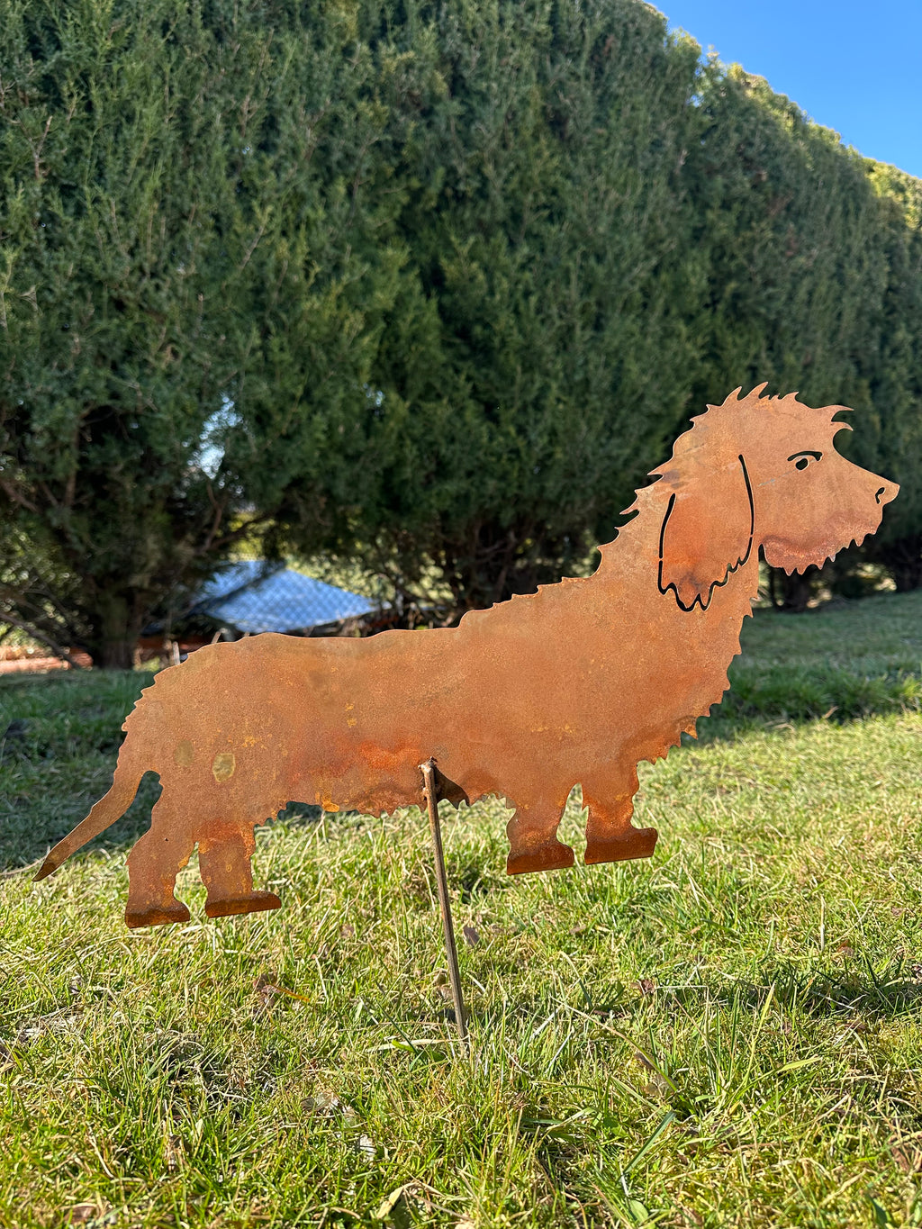 Hund „Rauhaardackel”